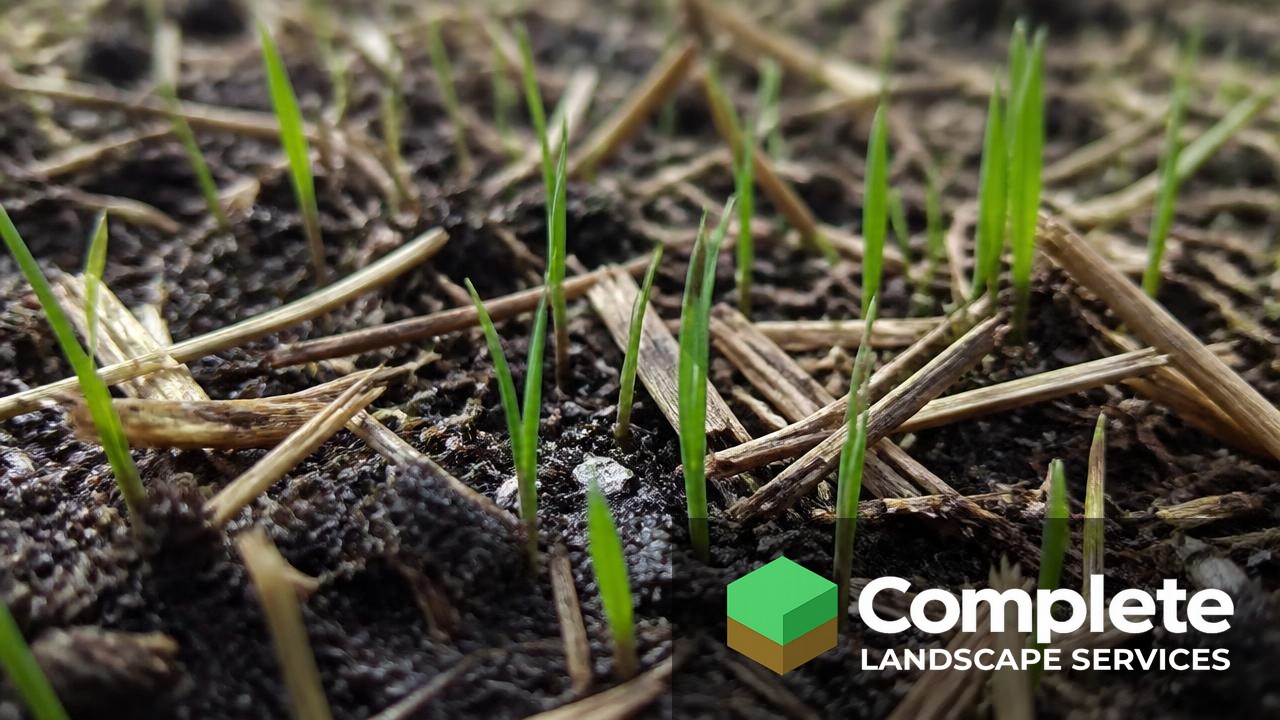 Close up of new grass seedlings emerging through dark soil and straw mulch