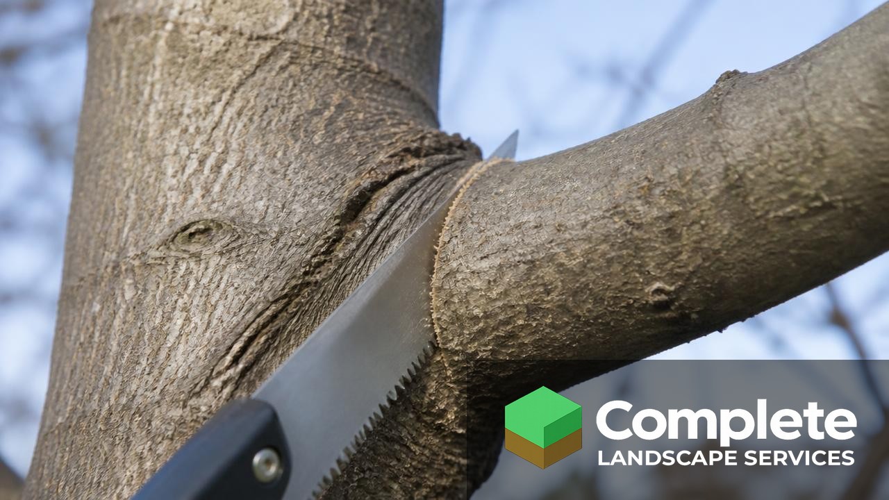 Close up of a pruning saw making a cut just outside the branch collar
