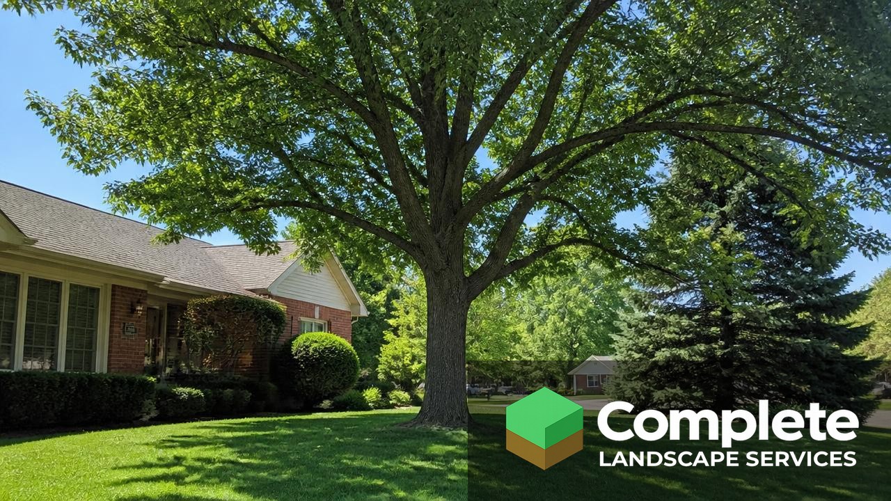 Mature shade tree with an open, well-pruned canopy over a tidy lawn