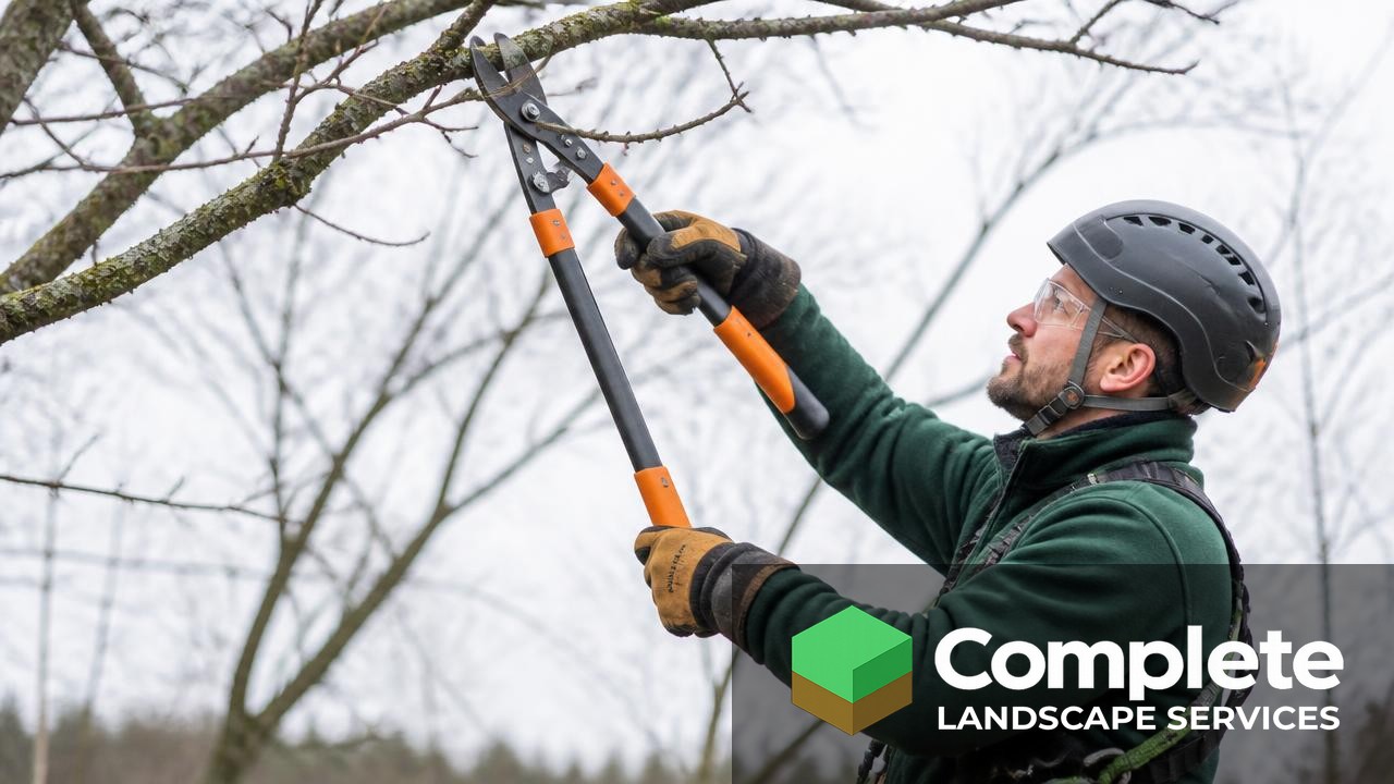 Arborist pruning a bare tree branch with bypass loppers during winter dormancy