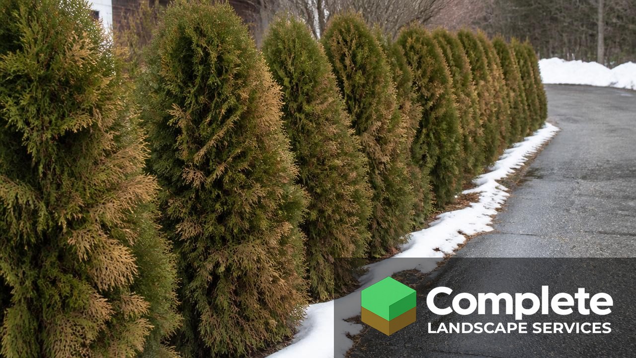 Evergreen hedge along a driveway showing brown salt spray damage in late winter